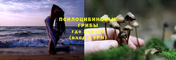 гашик Алексин